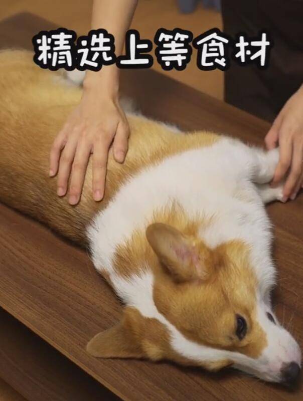 柯基被主人烤全狗，火候太大難控制，結果被主人烤糊了！ 萌趣萌寵 第1张