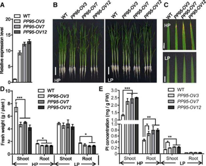 g蛋白结合gdp是被磷酸化吗_蛋白线是蓝色吗