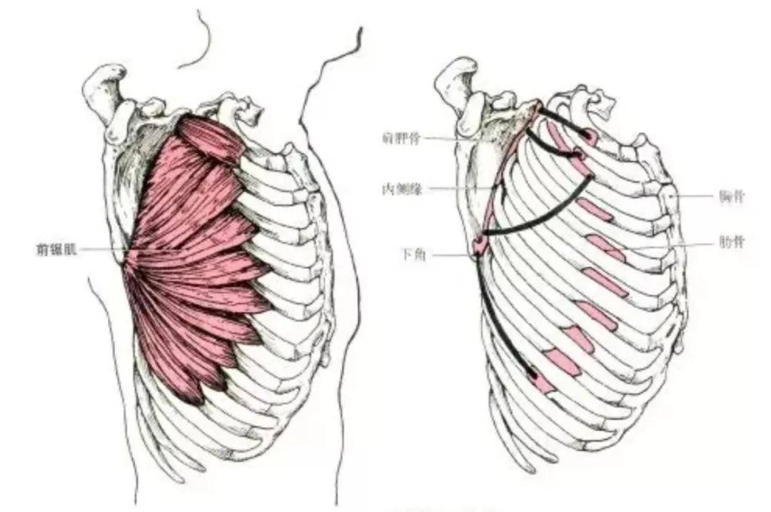 深度学习:健身需要懂点解剖学!上肢肌肉解剖及功能讲解