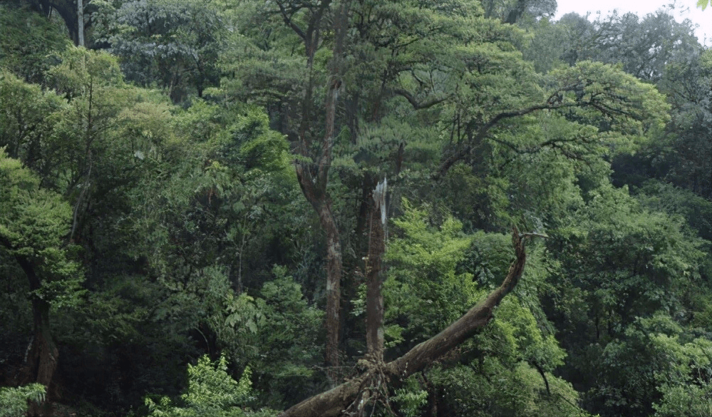 听说临沧地区是海拔最高,面积最广,密度最大的野生古茶树群落!