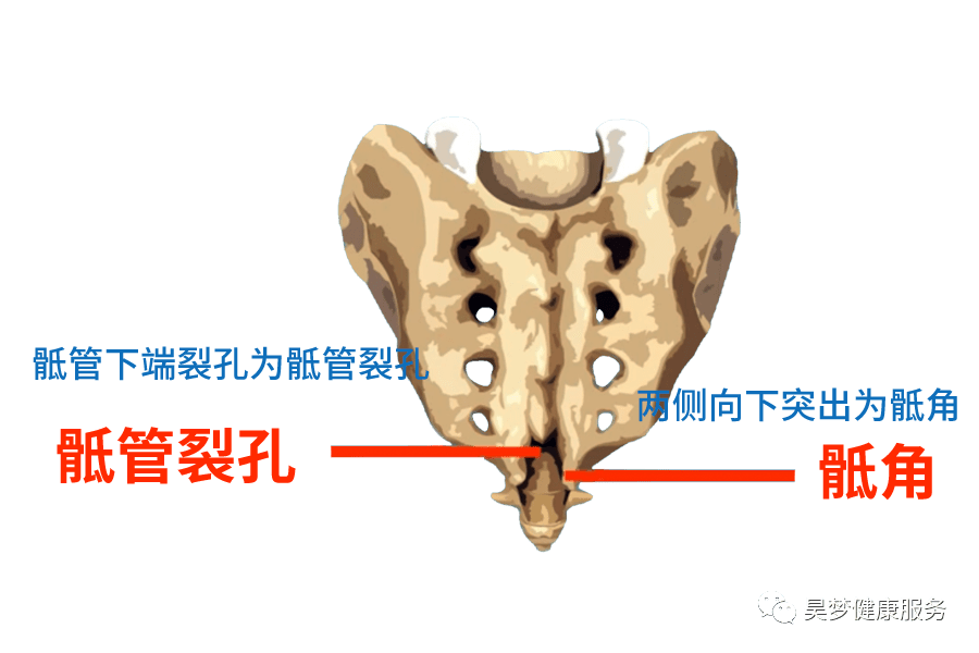 (s5)对耳轮上下脚起始部隆起处至肾穴外上方人的骶椎位于骶椎位于哪里