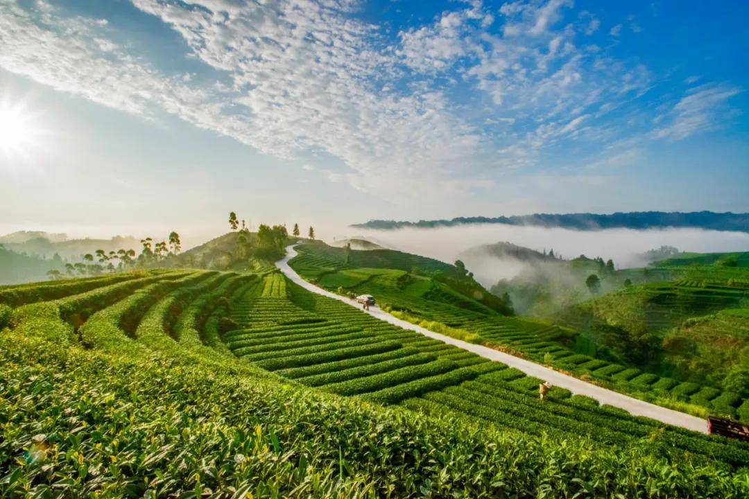 雅安名山将建设国家茶叶公园城市