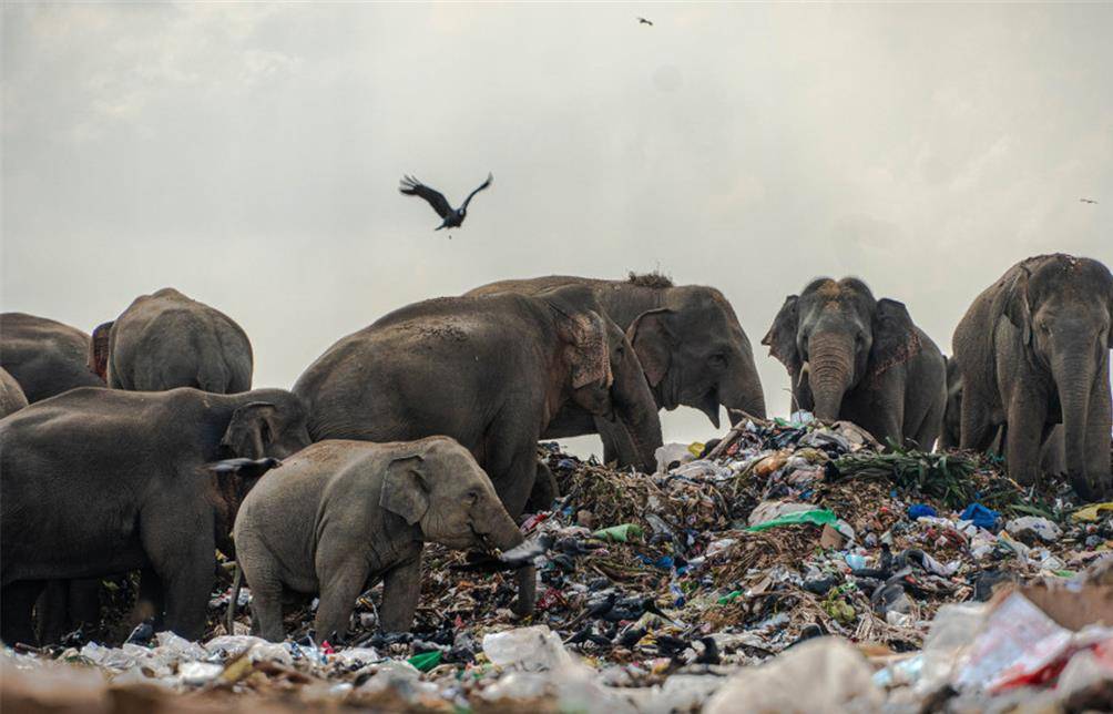 原创野象不吃植物吃垃圾,把塑料当作食物,心碎的是人类