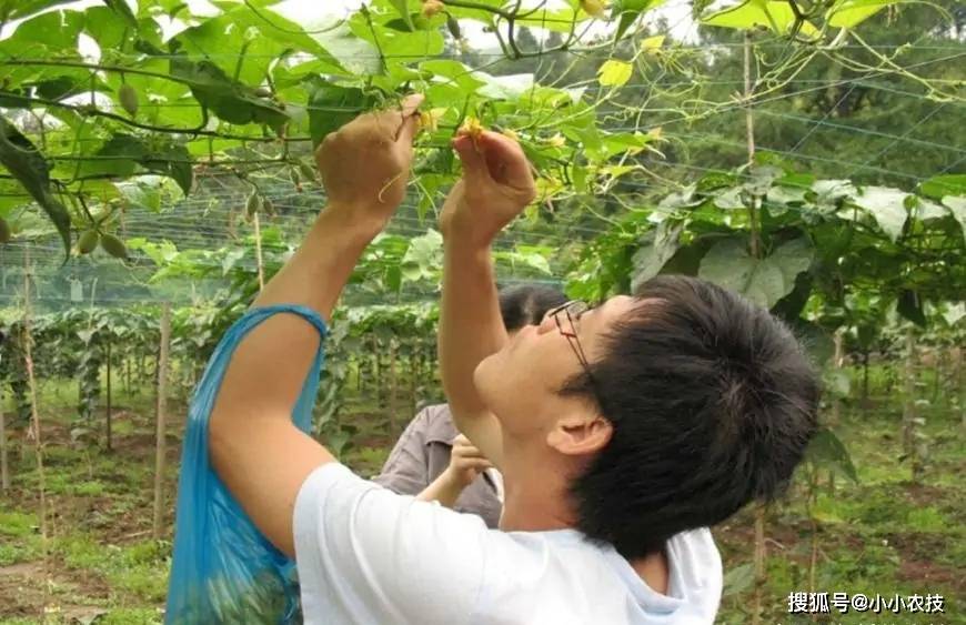 罗汉果高产种植技术