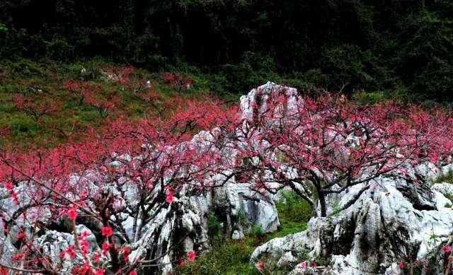 桃花朵朵开,翁源邀你来,三月桃花雨,就是赏花之时