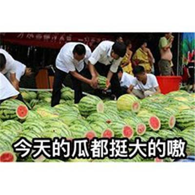 一组超级可爱的吃瓜表情包吃瓜人专属的表情包合集