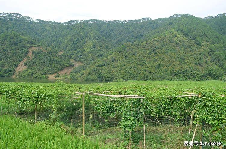 种植的百香果产量低怎么解决?老师傅告诉你