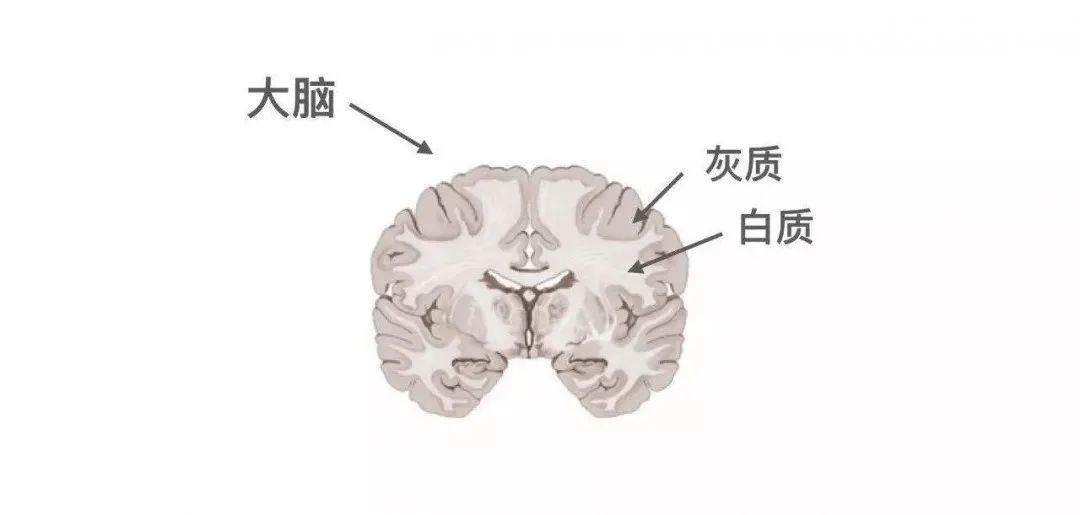的"聪明"程度与大脑两种物质有很大关系,这两种物质为脑灰质和脑白质