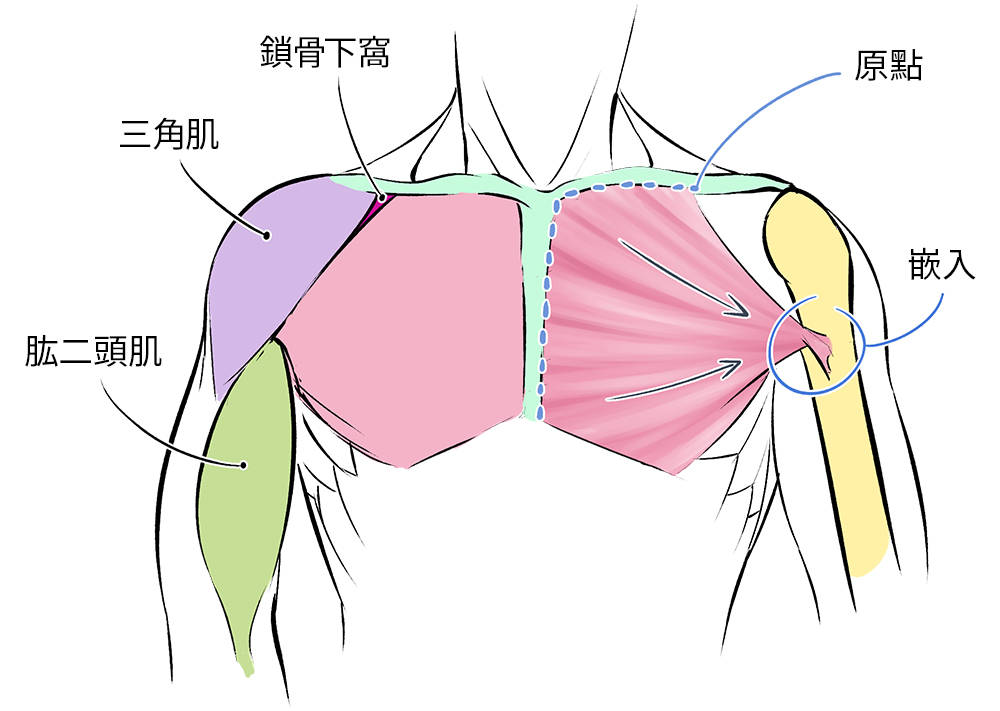 人体肌肉绘画指南!