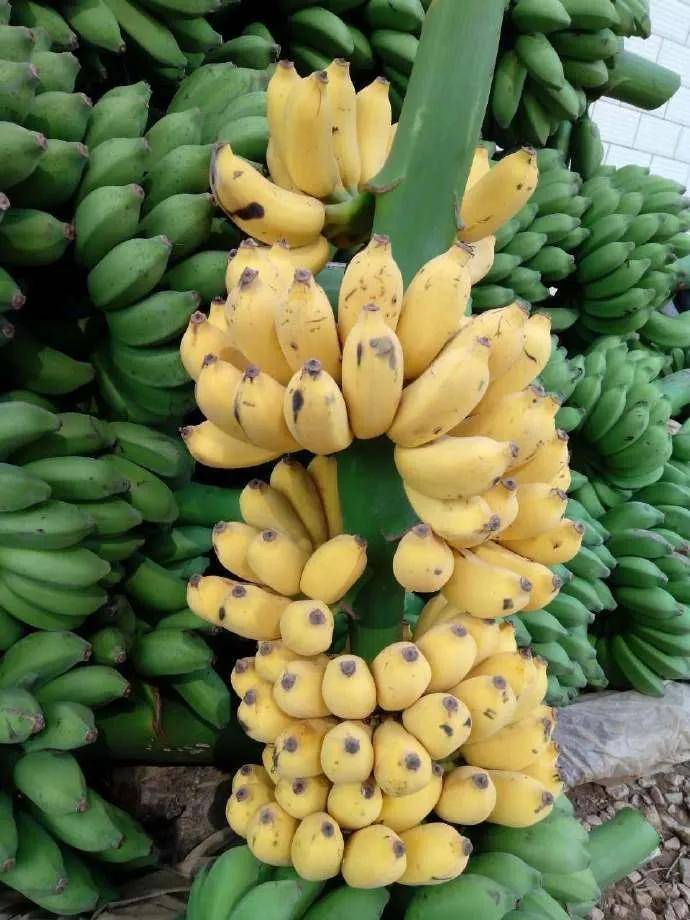 香蕉芭蕉米蕉你吃过哪几种蕉