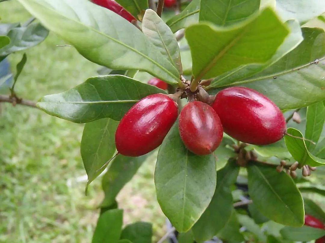俗称"神秘果",国宝级别的稀有植物?价值高,如今观赏性
