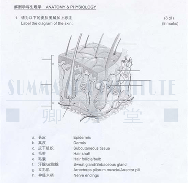 皮肤结构解剖图模拟考