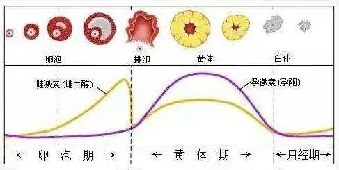但是,在试管婴儿促排卵过程中,取卵前即有可能发生孕酮水平升高的现象