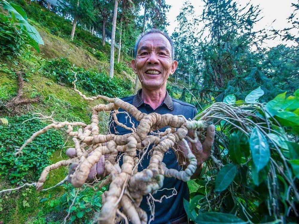 山里这种药草你可能见过根部很珍贵目前50元1斤