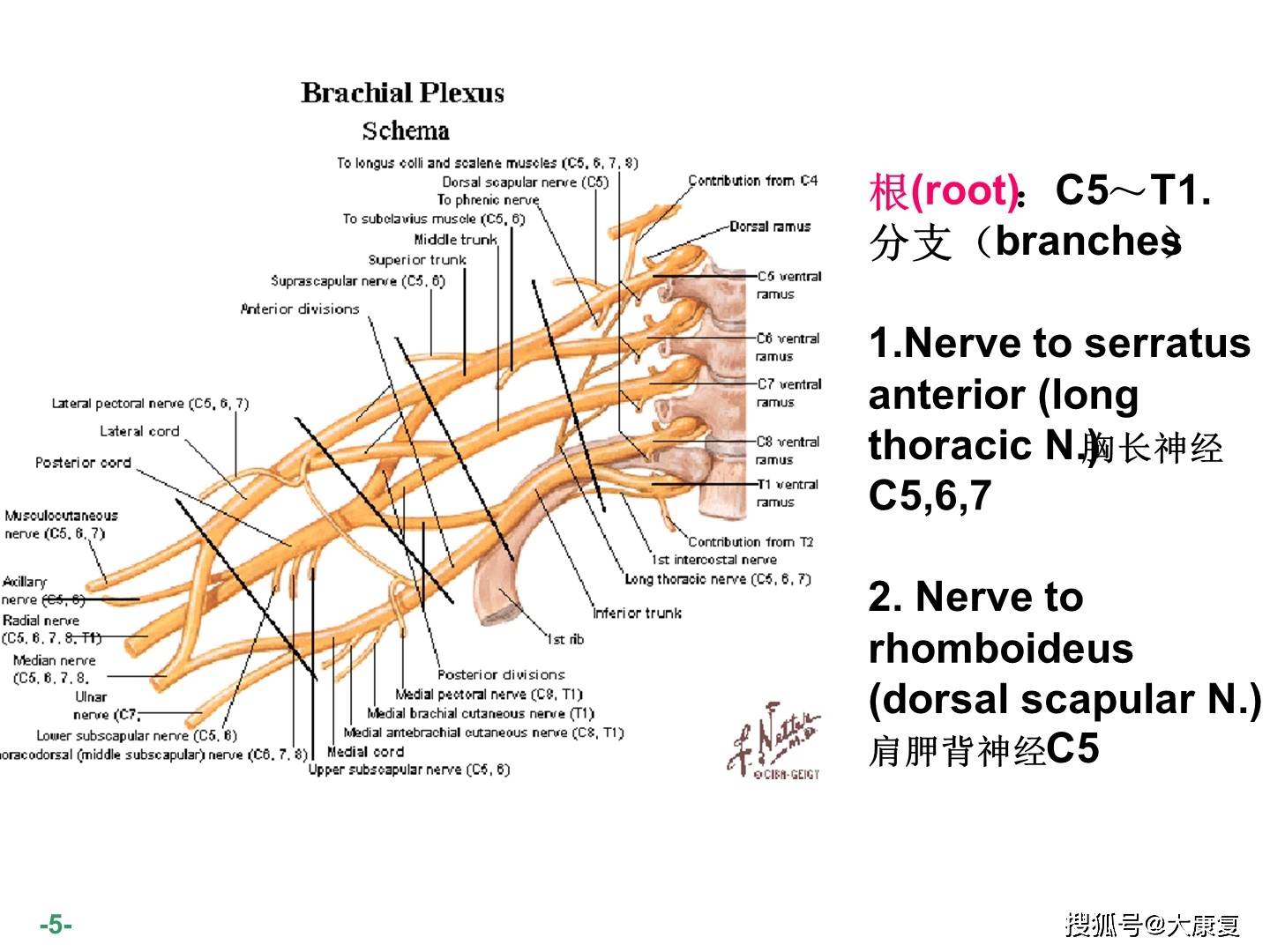 臂丛神经解剖图谱