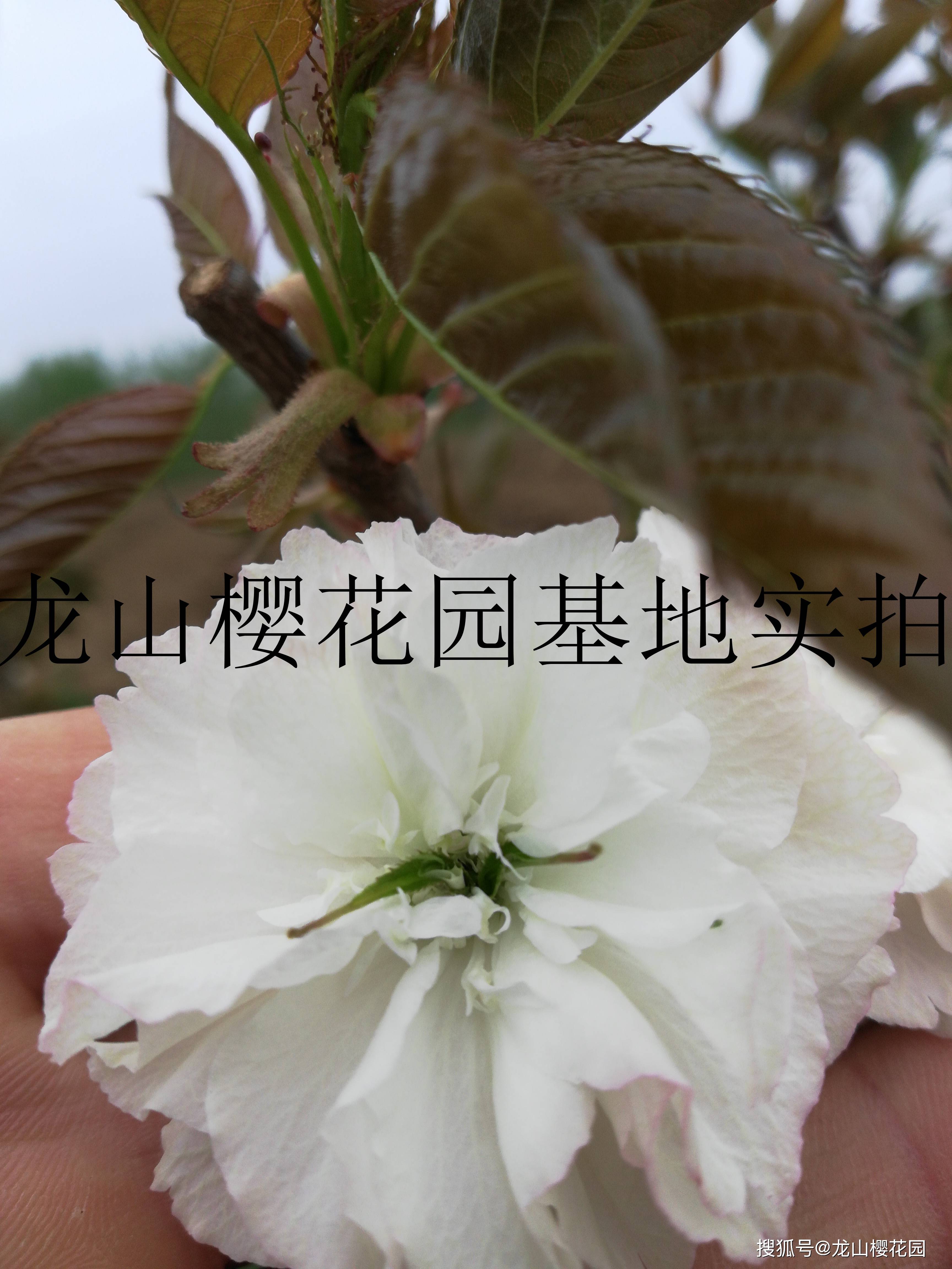 龙山樱花园友情提示:樱花品种有几百个,但是真正有价值的品种不超过十