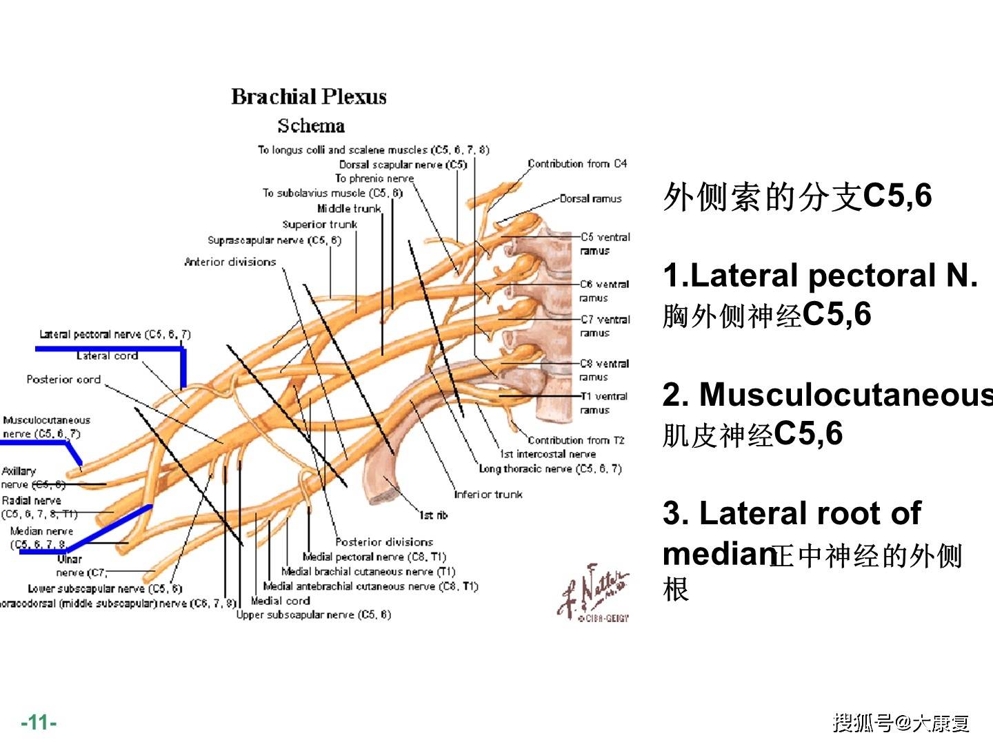 臂丛神经解剖图谱