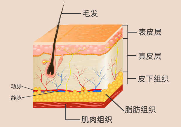 皮肤是身体表面包在肌肉外面的组织,包括表皮层,真皮层和皮下组织.