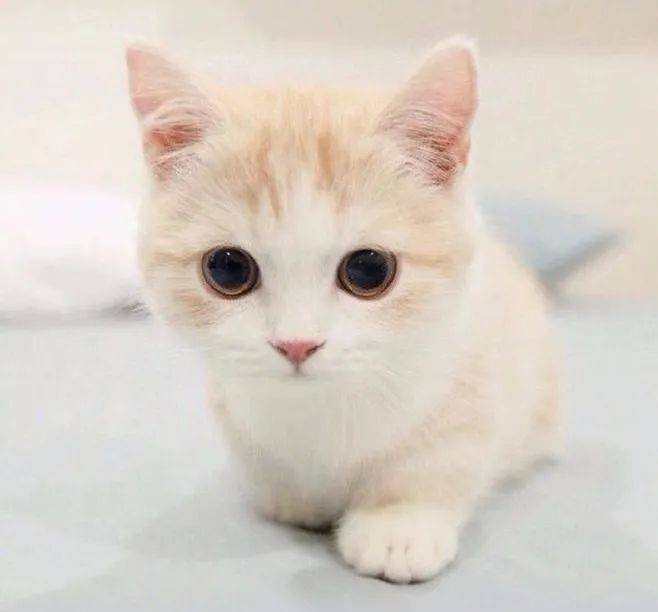 小猫咪能有什么坏心思呢? 金赏宠物