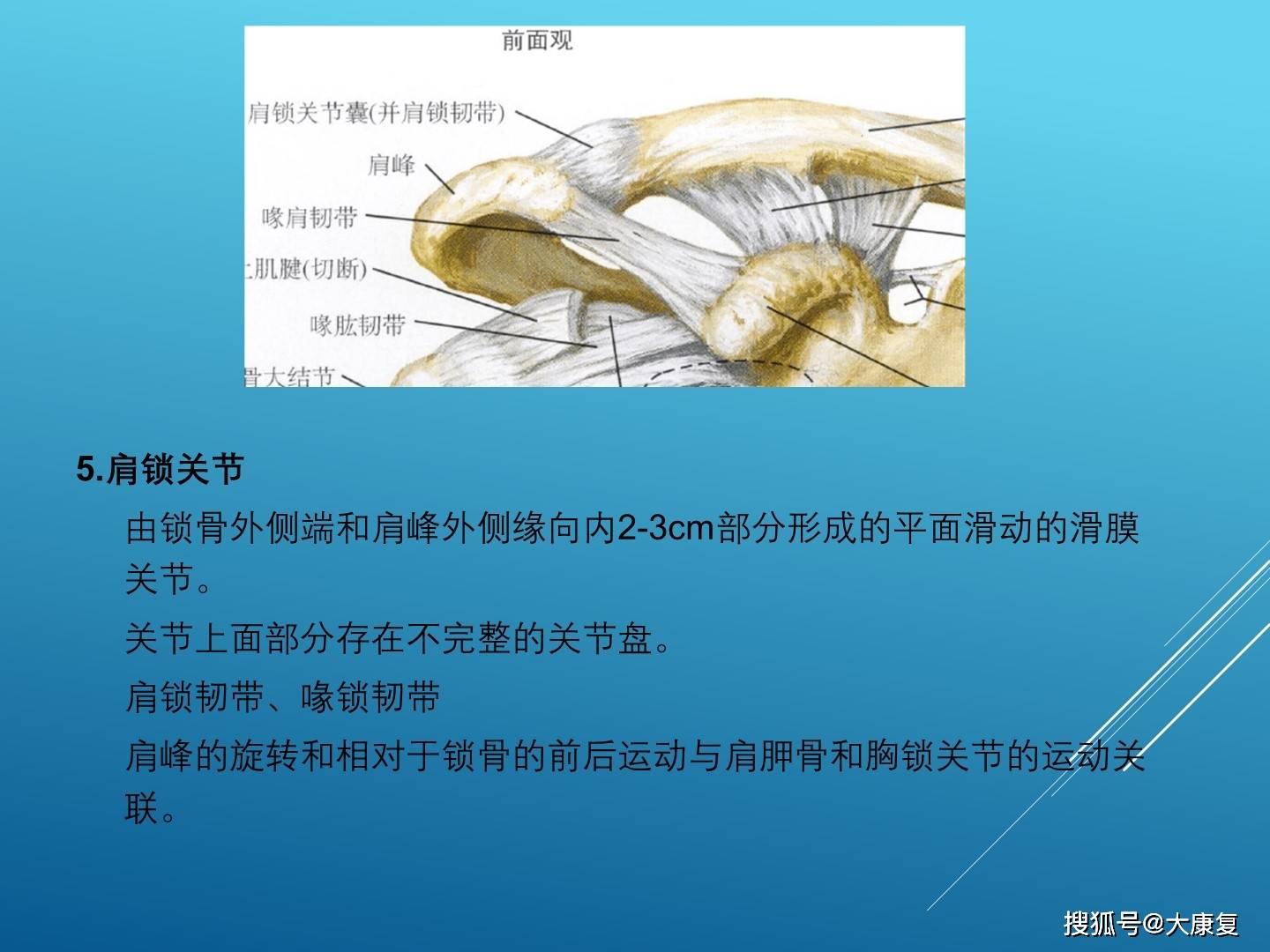 肩关节解剖及常用查体方法