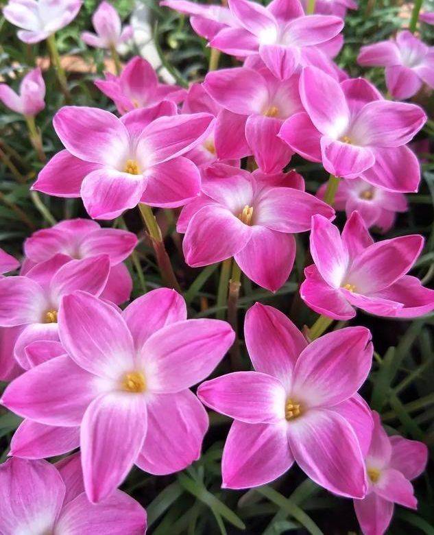 4种女神花,名字好听,花更美,养上一盆四季欣赏,好养活