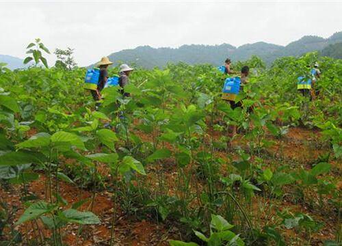 桑园病虫害防控要点_桑树