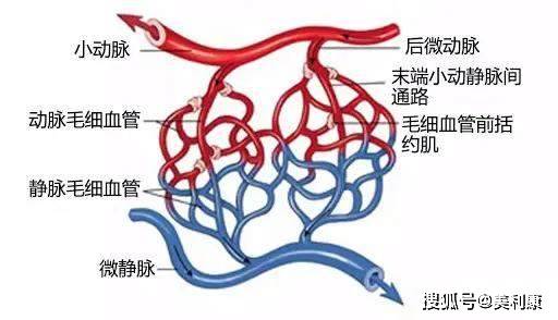 简单来说,微循环是微动脉与微静脉之间毛细血管中的血液循环,一般由微