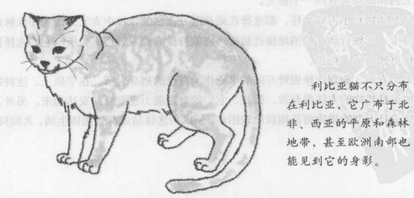 原创冷知识!猫咪和狗狗是"同根同源"同一个祖宗进化而来的