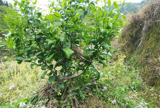 村宝网|沙糖桔有哪些增强树势的保花保果技术