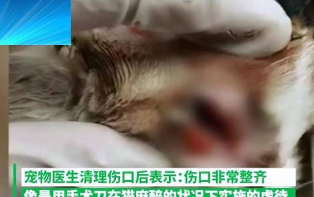 流浪猫眼球被挖掉,耳朵被剪掉,宠物医生:或是医学生所