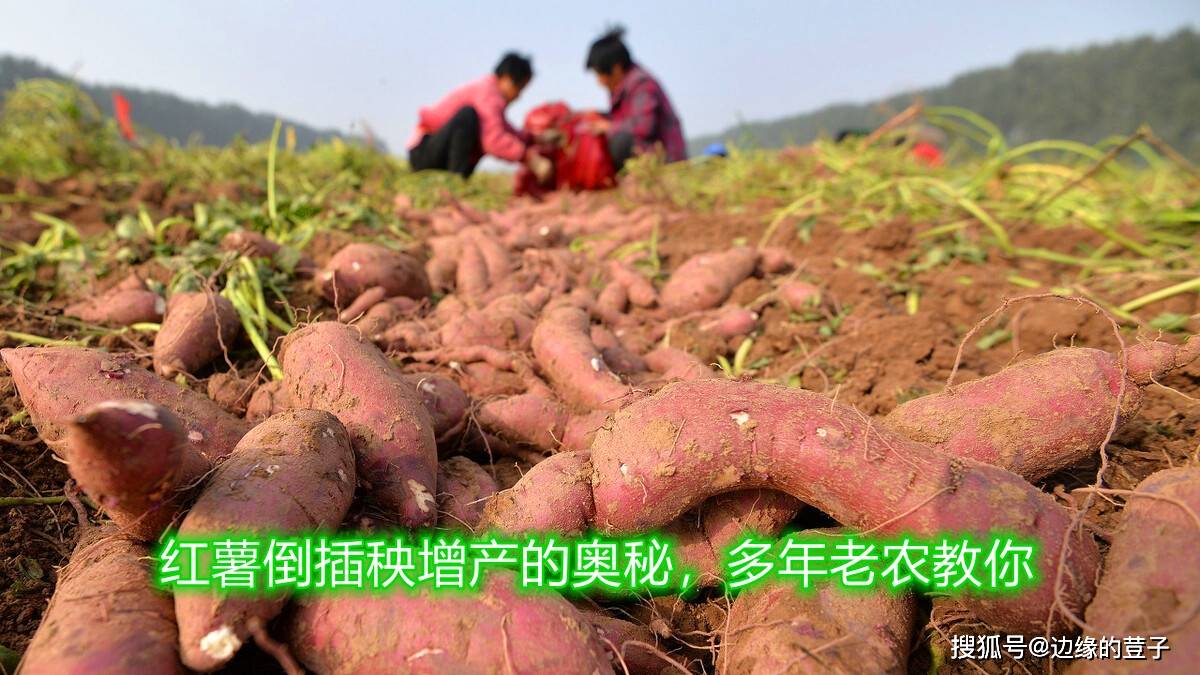 让红薯苗的根部朝上,把红薯苗的"枝梢"部位斜插于穴中,注意不要让红薯