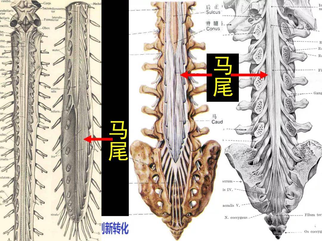 椎管解剖——腰麻,骶管麻醉基础