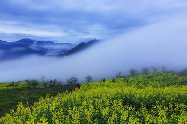 徽州高山岭梯田,蜈蚣岭梯田,源上梯田,上丰花果山梨园