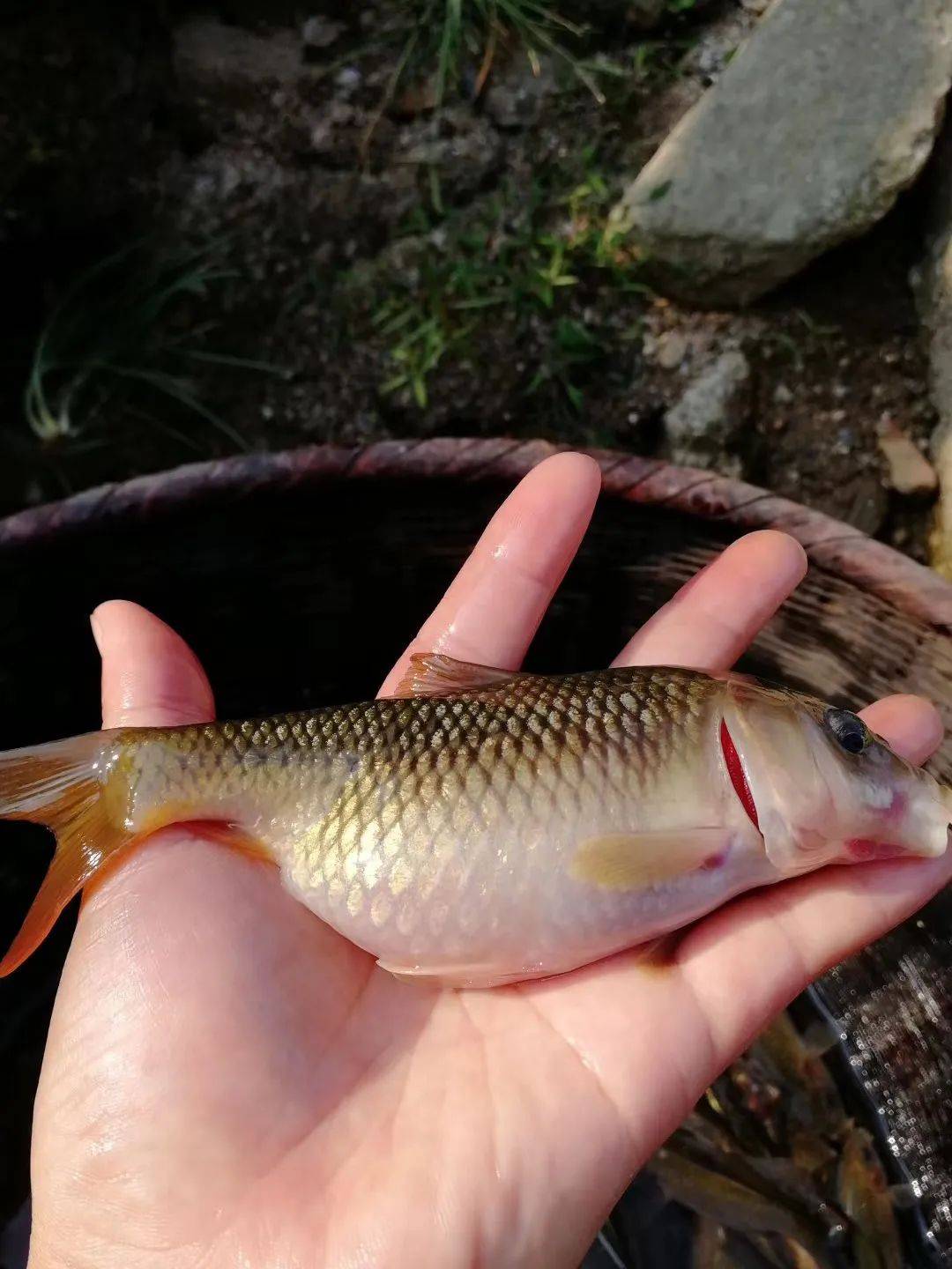 原创走进央视拍摄全州十大碗之"龙水禾花鱼"的聚龙生态园,感觉挺好!