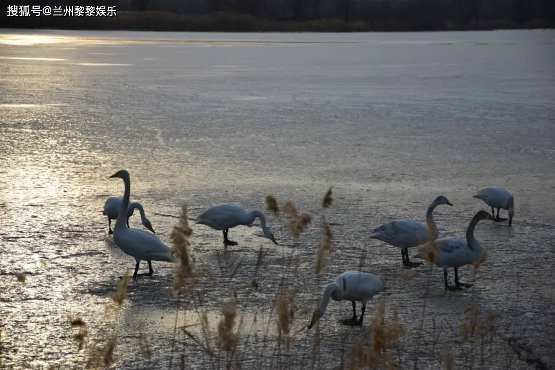 兰州有名的天鹅滩三江口达川镇(一群白天鹅觅食)