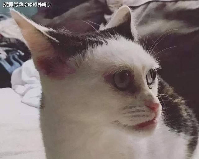 猫咪是多可爱的生物,再丑能丑到哪去?直到看到了它们,还敢吸吗