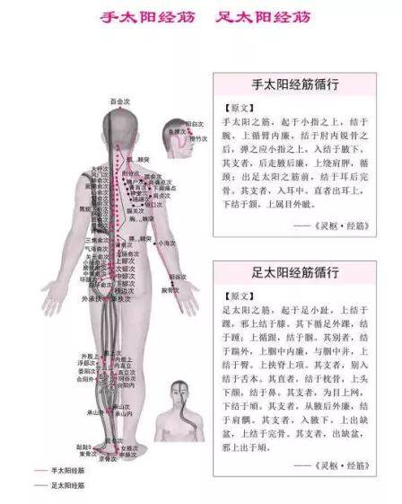 以经络命名,共十二条,主要循行于人体四肢和体表,也称为"十二经筋"