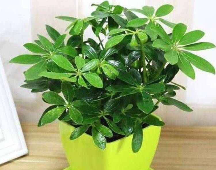 家里养4种花,有旺财的寓意,懂花的人都养,不懂花的人也会养