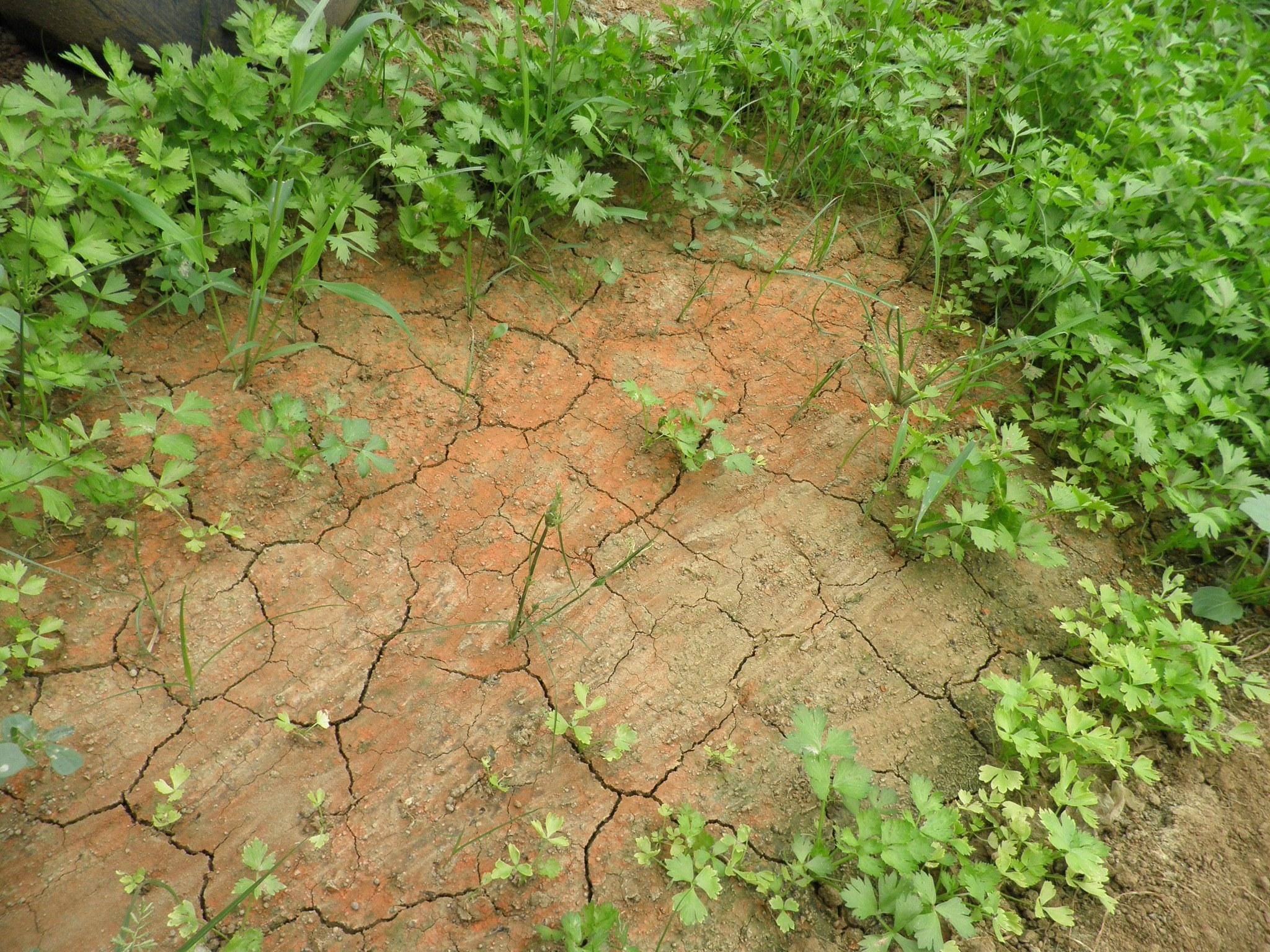 顿丰圭微生物菌剂盐碱地的改良大师_土壤