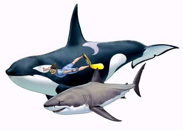 虎鲸一招战胜大白鲨肝脏都被吸出来专家大白鲨碰到虎鲸要绕路
