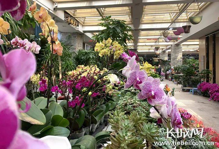 怀特花卉市场:赏花买花年味儿浓