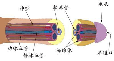 这个问题影响男孩未来一生的性福