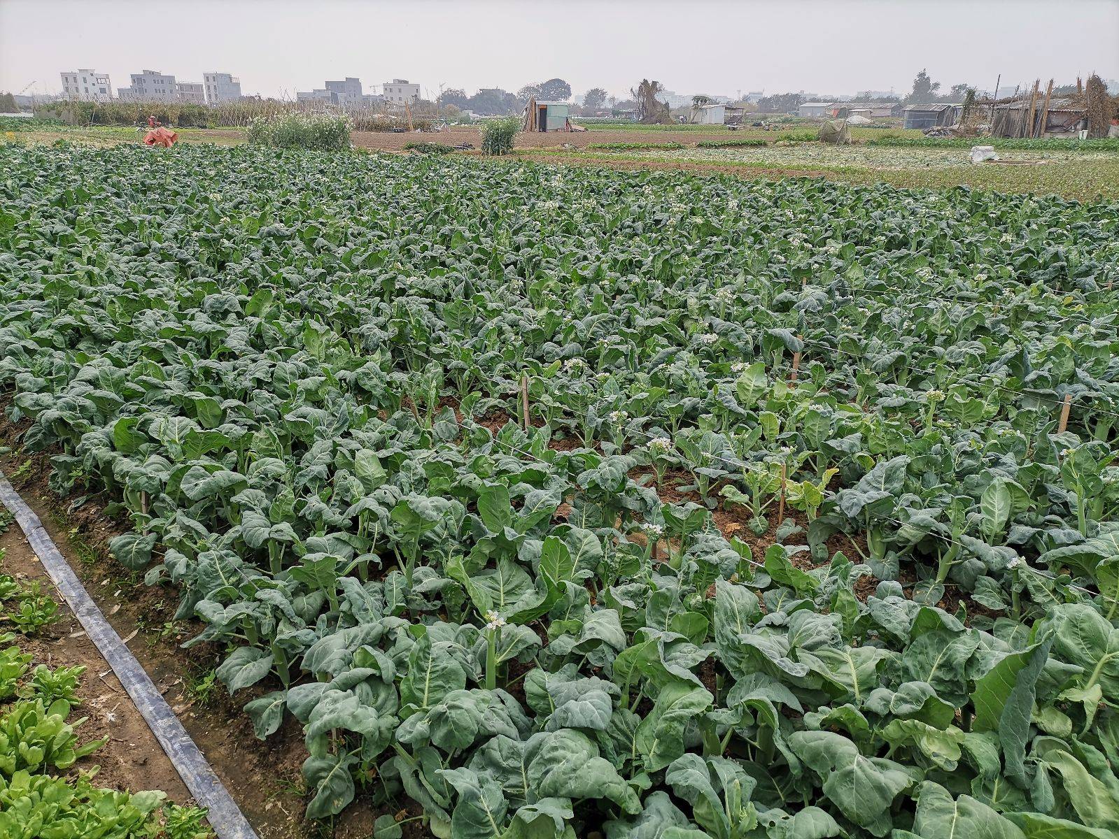 菜农沈兄在渡亭村种植三亩大茎芥蓝.