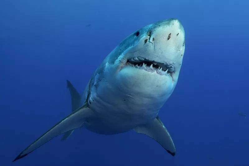 冷知识!看过关于鲨鱼的电影,那么你知道鲨鱼有哪些奇妙之处吗?