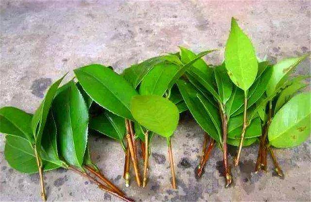 茶花扦插容易黑杆?巧选枝条,掌握5个要点,生根快成活率高