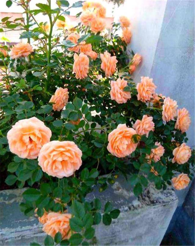 原创最美的橙色月季甜梦多头勤花1年能开6个月1盆花开30朵