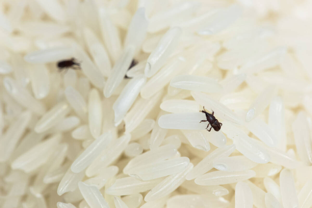 大米害虫米象,如何摇身一变置身米袋?你吃的米中可能有它的幼虫