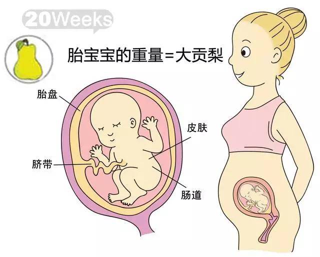 孕期1-40周,胎儿到底有多大?