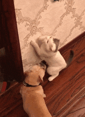 搞笑gif段子老婆,我是真说不出口啊