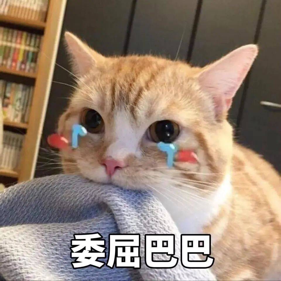猫咪表情包干啥啥不行睡觉第一名